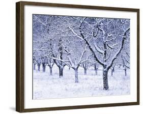 Cherry Trees, Winter, Snow, Detail, Bald, Leafless, Germany, Winter Scenery, Frost, Season-Herbert Kehrer-Framed Photographic Print