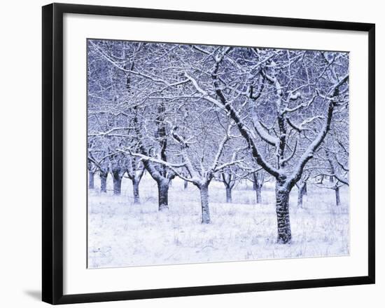 Cherry Trees, Winter, Snow, Detail, Bald, Leafless, Germany, Winter Scenery, Frost, Season-Herbert Kehrer-Framed Photographic Print