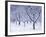 Cherry Trees, Winter, Snow, Detail, Bald, Leafless, Germany, Winter Scenery, Frost, Season-Herbert Kehrer-Framed Photographic Print