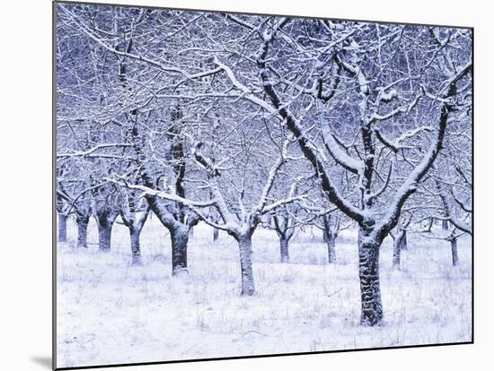 Cherry Trees, Winter, Snow, Detail, Bald, Leafless, Germany, Winter Scenery, Frost, Season-Herbert Kehrer-Mounted Photographic Print