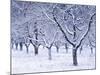 Cherry Trees, Winter, Snow, Detail, Bald, Leafless, Germany, Winter Scenery, Frost, Season-Herbert Kehrer-Mounted Photographic Print