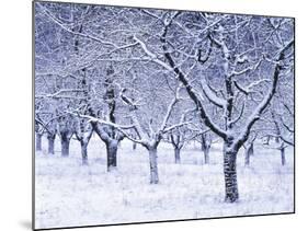 Cherry Trees, Winter, Snow, Detail, Bald, Leafless, Germany, Winter Scenery, Frost, Season-Herbert Kehrer-Mounted Photographic Print