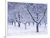 Cherry Trees, Winter, Snow, Detail, Bald, Leafless, Germany, Winter Scenery, Frost, Season-Herbert Kehrer-Framed Photographic Print