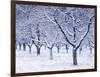 Cherry Trees, Winter, Snow, Detail, Bald, Leafless, Germany, Winter Scenery, Frost, Season-Herbert Kehrer-Framed Photographic Print