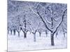 Cherry Trees, Winter, Snow, Detail, Bald, Leafless, Germany, Winter Scenery, Frost, Season-Herbert Kehrer-Mounted Photographic Print