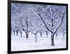 Cherry Trees, Winter, Snow, Detail, Bald, Leafless, Germany, Winter Scenery, Frost, Season-Herbert Kehrer-Framed Photographic Print