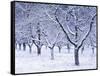 Cherry Trees, Winter, Snow, Detail, Bald, Leafless, Germany, Winter Scenery, Frost, Season-Herbert Kehrer-Framed Stretched Canvas