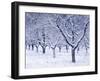 Cherry Trees, Winter, Snow, Detail, Bald, Leafless, Germany, Winter Scenery, Frost, Season-Herbert Kehrer-Framed Photographic Print