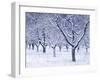 Cherry Trees, Winter, Snow, Detail, Bald, Leafless, Germany, Winter Scenery, Frost, Season-Herbert Kehrer-Framed Photographic Print