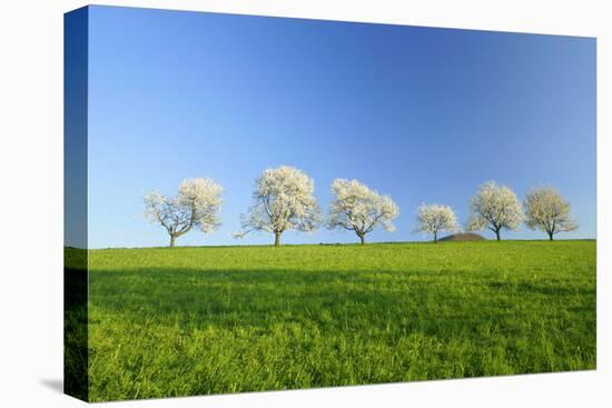 Cherry Trees-null-Stretched Canvas