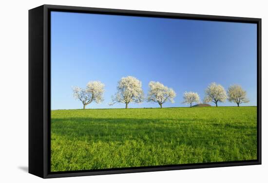 Cherry Trees-null-Framed Stretched Canvas