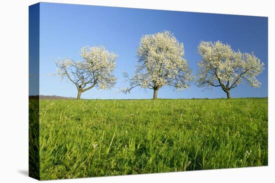 Cherry Trees-null-Stretched Canvas