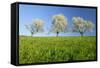 Cherry Trees-null-Framed Stretched Canvas