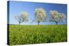 Cherry Trees-null-Stretched Canvas
