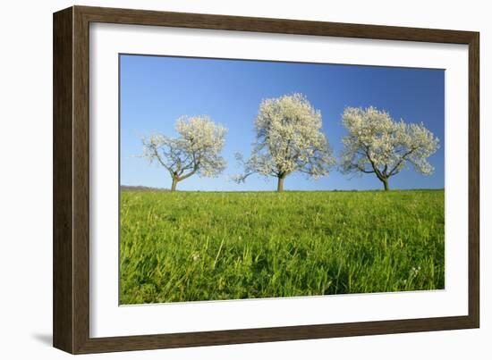 Cherry Trees-null-Framed Photographic Print