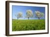 Cherry Trees-null-Framed Photographic Print