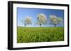 Cherry Trees-null-Framed Photographic Print