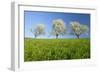 Cherry Trees-null-Framed Photographic Print