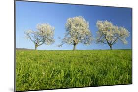 Cherry Trees-null-Mounted Photographic Print