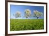Cherry Trees-null-Framed Photographic Print