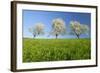 Cherry Trees-null-Framed Photographic Print