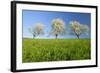 Cherry Trees-null-Framed Photographic Print