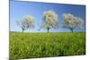 Cherry Trees-null-Mounted Photographic Print