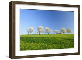 Cherry Trees-null-Framed Photographic Print