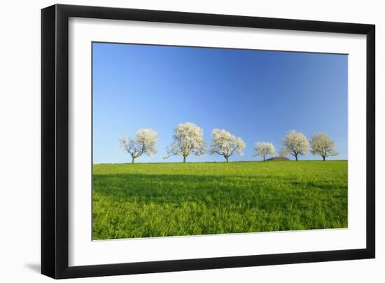 Cherry Trees-null-Framed Photographic Print