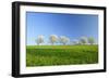 Cherry Trees-null-Framed Photographic Print