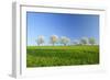 Cherry Trees-null-Framed Photographic Print