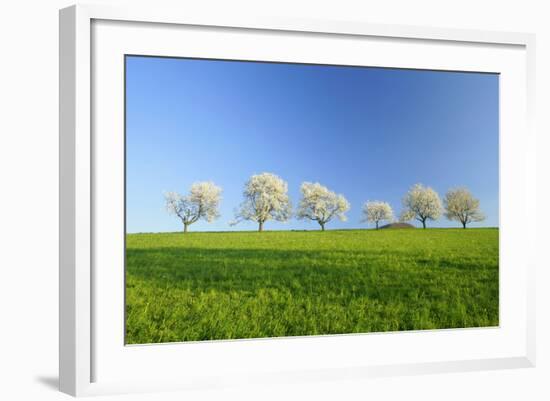 Cherry Trees-null-Framed Photographic Print