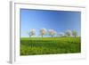 Cherry Trees-null-Framed Photographic Print