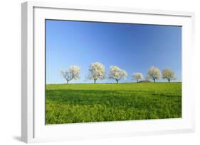 Cherry Trees-null-Framed Photographic Print