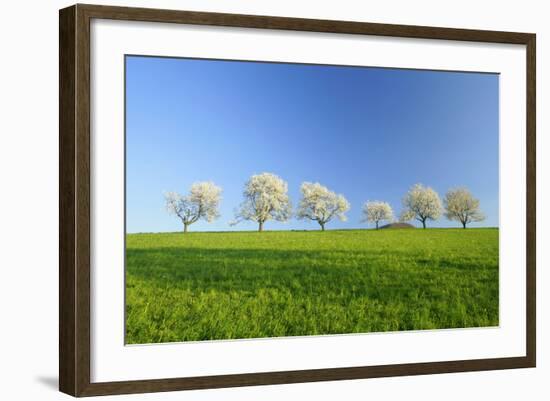 Cherry Trees-null-Framed Photographic Print