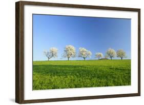 Cherry Trees-null-Framed Photographic Print