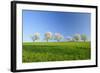 Cherry Trees-null-Framed Photographic Print