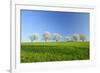 Cherry Trees-null-Framed Photographic Print