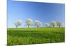 Cherry Trees-null-Mounted Photographic Print
