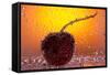 Cherry Underwater-Gordon Semmens-Framed Stretched Canvas