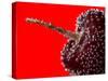 Cherry Underwater-Gordon Semmens-Stretched Canvas