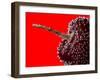 Cherry Underwater-Gordon Semmens-Framed Photographic Print