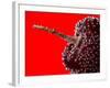 Cherry Underwater-Gordon Semmens-Framed Photographic Print