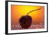 Cherry Underwater-Gordon Semmens-Framed Photographic Print