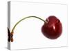 Cherry with Drops of Water-Dieter Heinemann-Stretched Canvas