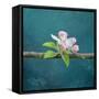 cherry-Viviane Fedieu Danielle-Framed Stretched Canvas