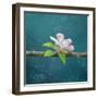 cherry-Viviane Fedieu Danielle-Framed Photographic Print