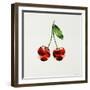 Cherry-Sydney Edmunds-Framed Giclee Print