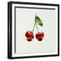 Cherry-Sydney Edmunds-Framed Giclee Print