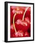 Cherrys-Herbert Kehrer-Framed Photographic Print